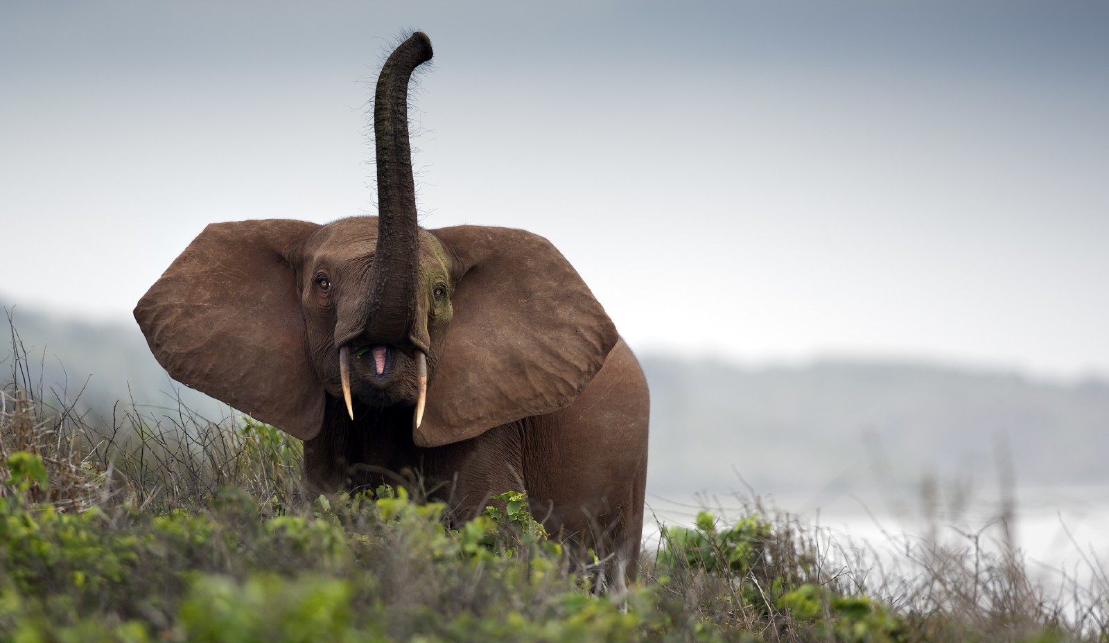 New Hope for African Elephants: Adopt an Elephant